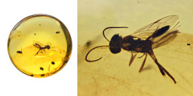 Burmese amber with insect; Cretaceous layer (> 66 million years). Hymonoptera (Wasp). 0.46 g, 13 mm