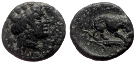 Mysia, Plakia AE (Bronze, 1.35g, 11mm) 4th century BC
Obv: Turreted head of Tyche right.
Rev: ΠΛAKIA, Lion with prey right; below, grain ear right....