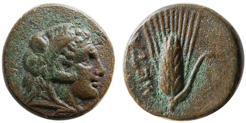 LUCANIA, Metapontion. Ca. 300-250 BC. Æ (2.78 gm; 14 mm). Obv: Head of Herakles ...