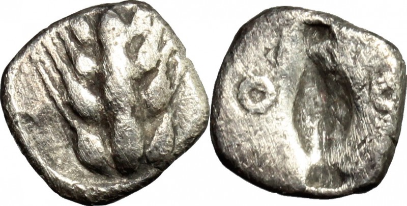 Greek Italy. Southern Lucania, Metapontum. AR Obol, 440-430 B.C. D/ Barley-ear. ...