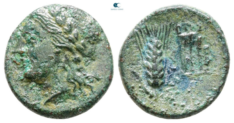Lucania. Metapontion circa 300-250 BC. 
Bronze Æ

15 mm, 2,55 g



Nearly...