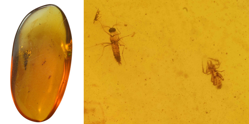 Burmese amber with insect; Cretaceous layer (> 66 million years). Scarce Pseudos...