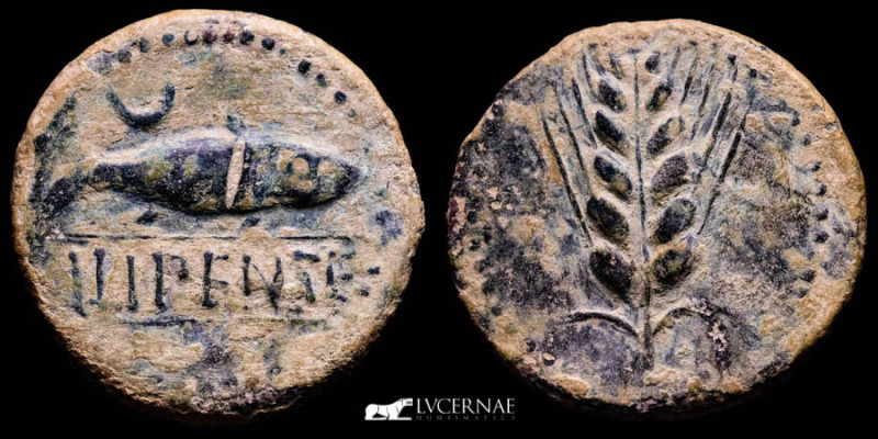 Ancient Hispania- Ilipense (Alcalá del Río, Sevilla). Bronze as (16,57 g, 31 mm....