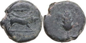 Greek Italy. Northern Apulia, Ausculum. AE 20.5 mm. c. 300-275 BC. Obv. Boar charging right; above, spearhead; in exergue, AYCKΛIN. Rev. Barley-ear wi...