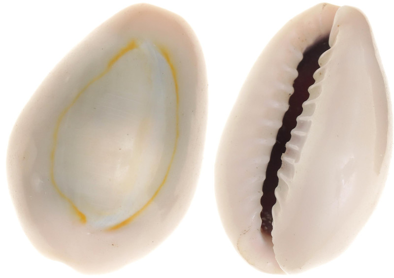 China Cowry Shell Primitive Money (ND)
2.49 g., 21.5 x 15.1 x 9.1 mm; Cowrie Sh...