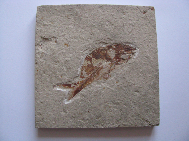 Fossils, Lebanon, 6 x 6 cm