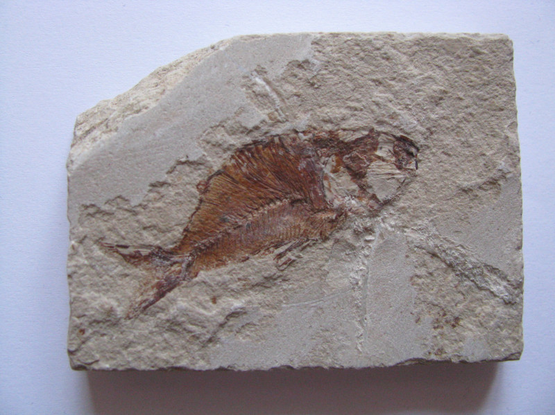 Fossils, Lebanon, 7 x 5,30 cm