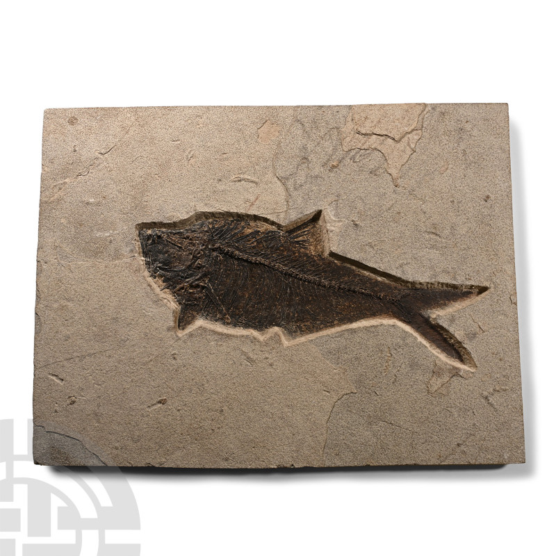 Eocene Period, 58-36 million years B.P.. Diplomystus sp. fossil fish on a matrix...