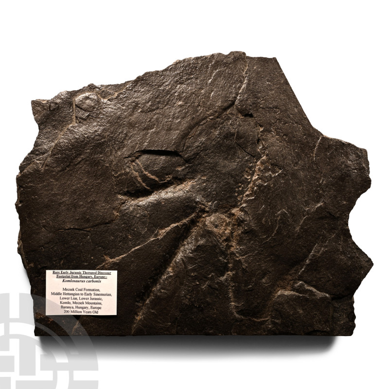 Lower Jurassic Period, circa 200 million years B.P.. Komlosaurus carbonis footpr...