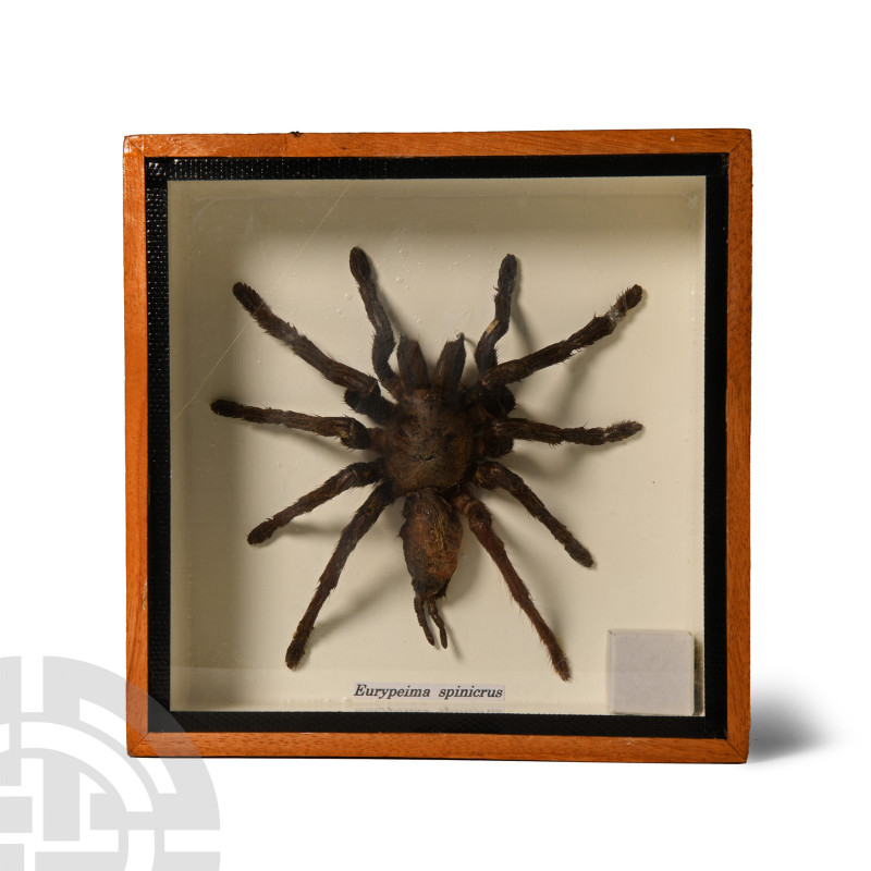 Entomological specimen of Eurypelma spinicrus, in glazed wooden display case. 25...