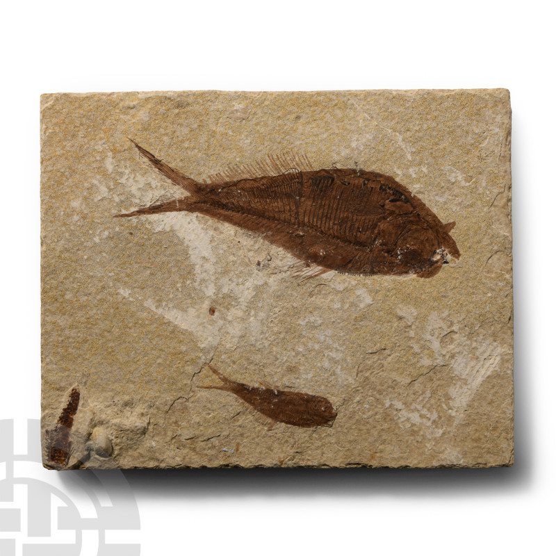 Eocene Period, circa 56-33 million years B.P.. Knightia alta specimen on a recta...