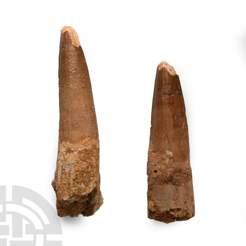 Cretaceous Period, circa 125-113 million years B.P.. Comprising two teeth with p...