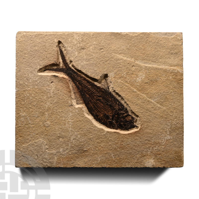 Eocene Period, 58-36 million years B.P.. Diplomystus sp. fossil fish on a matrix...