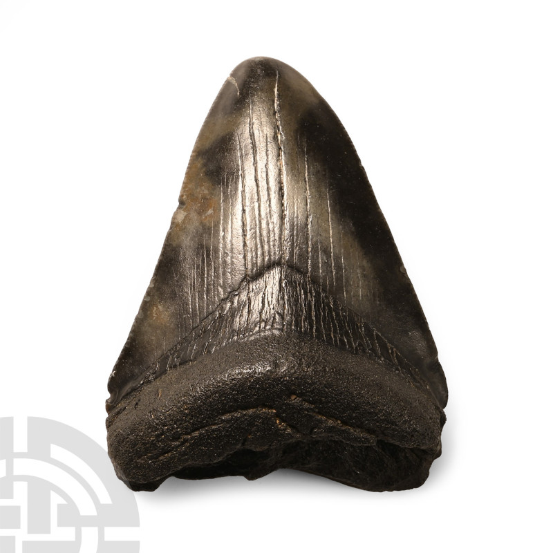 Pliocene Period, 5.2-2.5 million years B.P.. From Carcharocles megalodon showing...