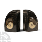 Natural History - Polished Fossil Goniatite Bookends