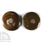 Natural History - Polished Fossil Goniatite Group