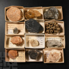 Natural History - Historic Collection of Fossils