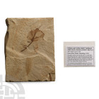 Natural History - Fossil Leaves and Snout Beetle in Matrix