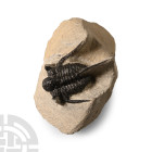 Natural History - Fossil Otarion Trilobite