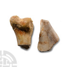 Natural History - Deltadromeus Dinosaur Fossil Bone Group