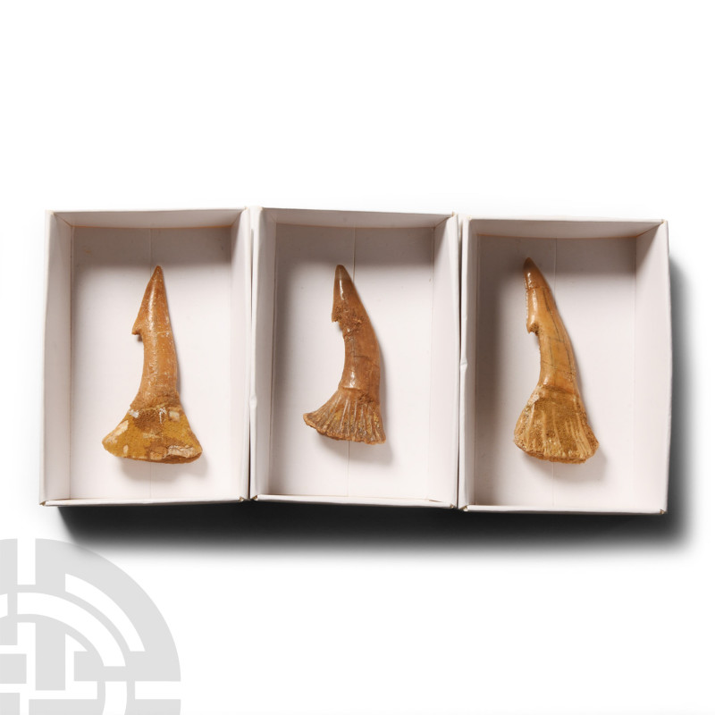 Cretaceous Period, circa 100-66 million years B.P.. Comprising three large fossi...