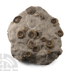 Natural History - Whitby Dac Fossil Ammonite Cluster