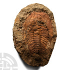 Natural History - Cambropallas Fossil Trilobite