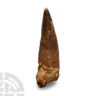 Natural History - Large Fossil Spinosaurus Dinosaur Tooth