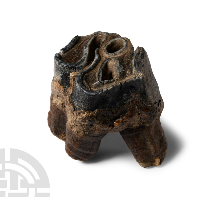 Ice Age, 50,000-20,000 years B.P.. With stub roots. 180 grams, 74 mm (3 in.). 
...
