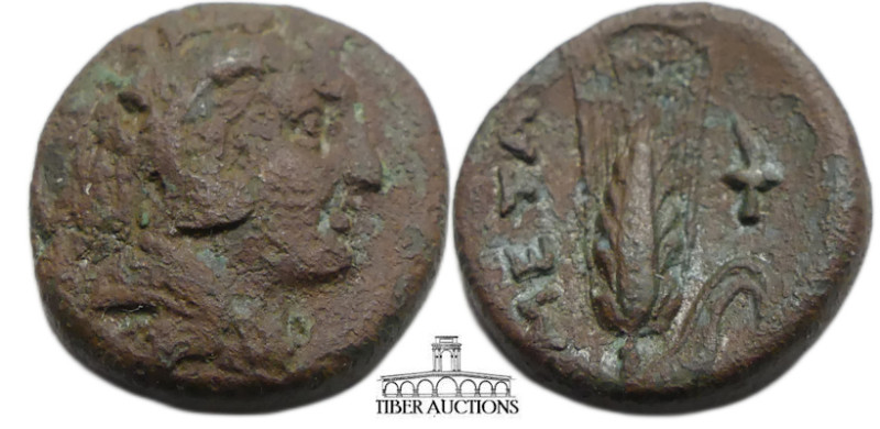 LUCANIA. Metapontion. Circa 275-250 BC. Æ (15 mm, 2.87 g). Head of Herakles to r...