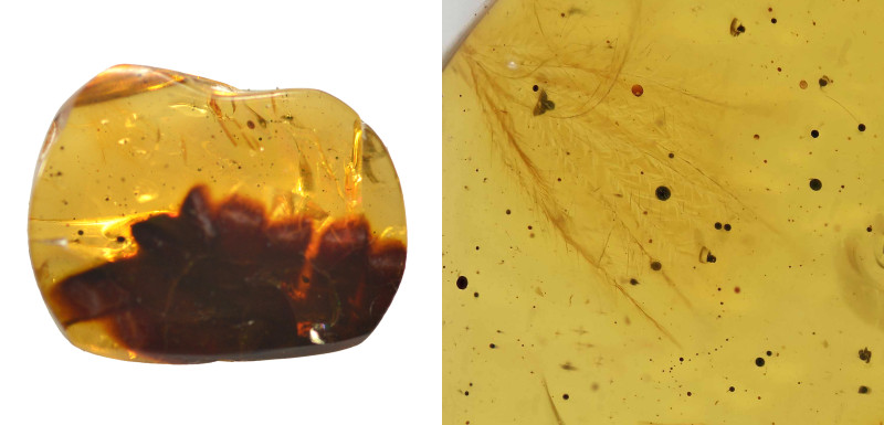 Burmese amber with insect; Cretaceous layer (> 66 million years). Very rare bird...