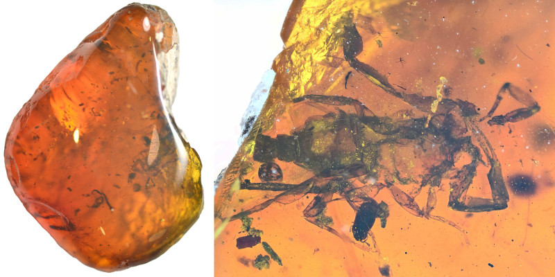 Burmese amber with insect; Cretaceous layer (> 66 million years). Scorpion. 3.78...