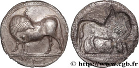 LUCANIA - SYBARIS
Type : Nomos, statère ou didrachme 
Date : c. 530-510 AC. 
Mint name / Town : Sybaris, Lucanie 
Metal : silver 
Diameter : 27,5  mm
...