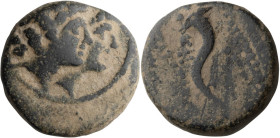 Phoenicia, Ptolemais-Ace. AE 14; Phoenicia, Ptolemais-Ace; AE 14, 2.47g. BM-1-6 var. Obv: Jugate busts of the Dioscuri r. Rx: Cornucopia; Z to l. Scar...