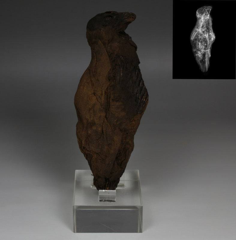 ITEM: Mummified Falcon (Kestrel, Falco Tinninculus) with X-Ray
MATERIAL: Bone a...