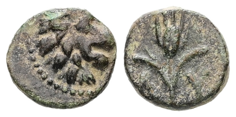 Thrace, Lysimacheia, Ae, 0,68 g. - 9.34 mm. Circa 225-199/8 BC.
Obv.: Lion head ...