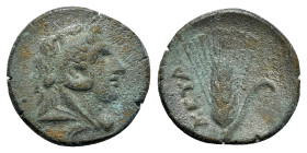 Southern Lucania, Metapontion, c. 300-250 BC. Æ (15mm, 2.15g, 6h). Head of Herakles r., wearing lion's skin headdress. R/ Ear of barley. Johnston Bron...