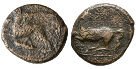 Sicily, "Kainon", c. 360-340 BC. Æ (19mm, 6.36g). Griffin springing l.; below, grasshopper l. R/ Horse prancing l., trailing rein; star above. HGC 2, ...
