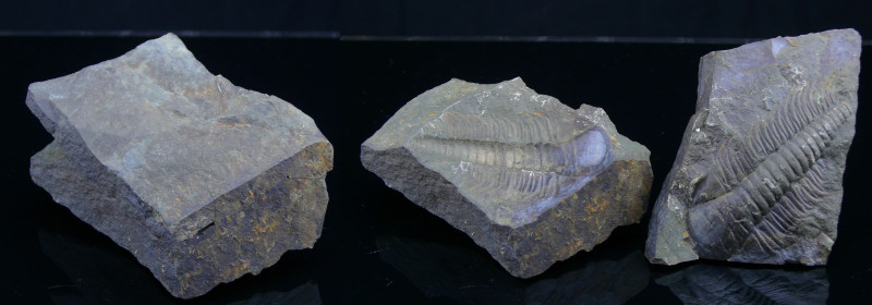 Cambrien - Trilobite - Fossile de Paradoxides gracilis - 524 / 501 millions d'an...