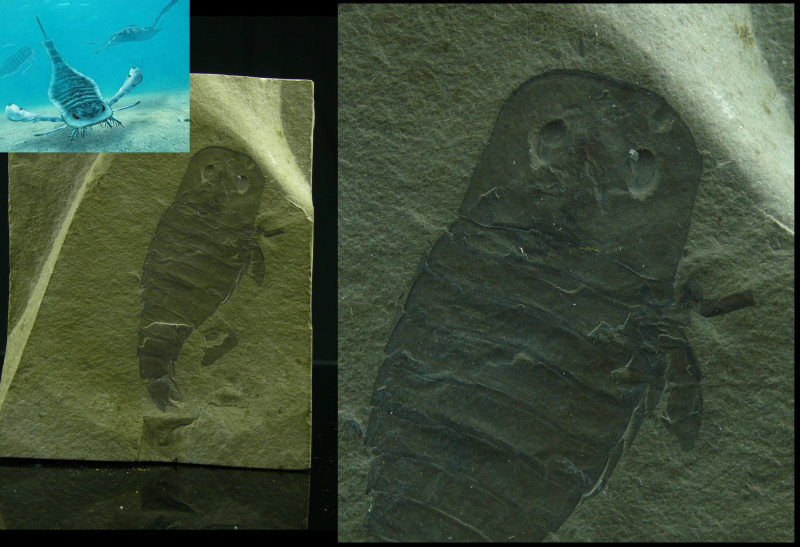 Silurien supérieur, Carbonifère - Fossile complet d'Eurypterus remipes - 443 / 3...