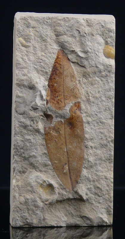 Eocène - Fossile de feuille - 56 à 34 millions d'années

Plaque de calcaire co...