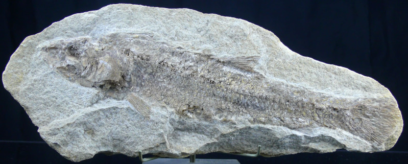 Eocène - Fossile de poisson - 56 à 34 millions d'années

Plaque calcaire compr...