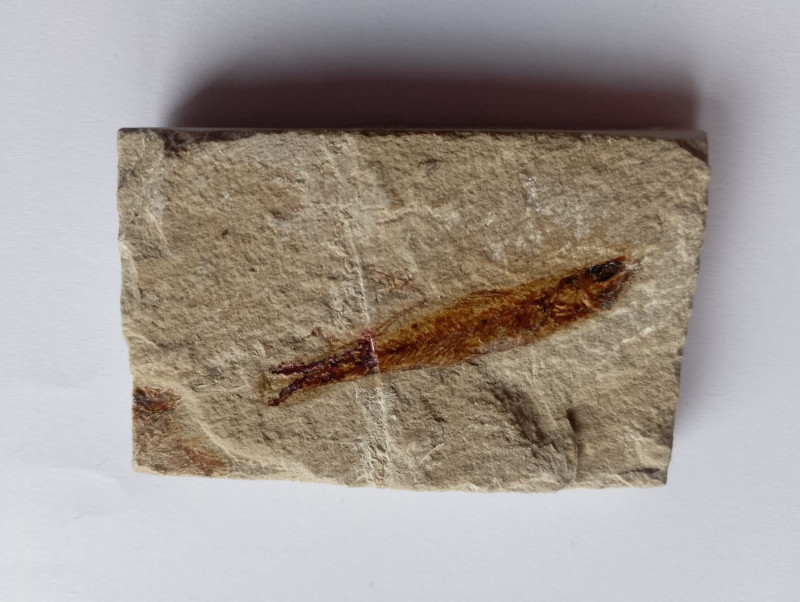 Fossils, fish, Lebanon, 7 x 5,5 cm