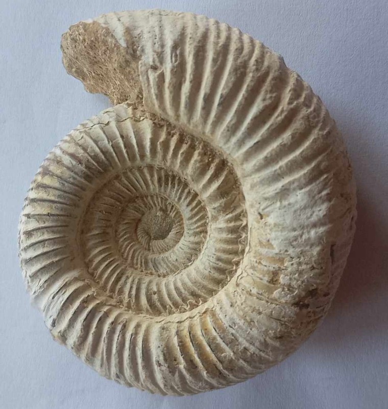 Fossils, snail, 8 cm