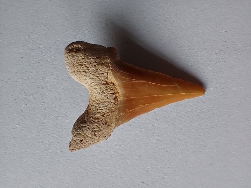 Fossils, shark, 7 cm