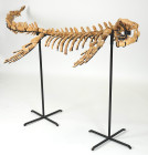 HISTOIRE NATURELLE 
Fossile de Mosasaurus sp probablement conybeari ou conodon ou hoffmani 
Les mosasaures se sont développés à partir de reptiles de ...