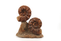 HISTOIRE NATURELLE 
Ammonites Acanthoceras 
Sur matrice 
Ere secondaire jurassique plus de 100 millions d’années 
Hauteur : 36 cm

Expert : Hervé Naud...