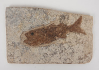HISTOIRE NATURELLE 
Poisson fossile Dapalis macrurus sur plaque de calcaire lithographique
45 millions d'années environ, Hautes Alpes
Longueur : 11 cm...