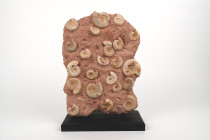 HISTOIRE NATURELLE 
Nombreuses ammonites sur matrice 
Jurassique, 150 millions d’années environ 
Hauteur : 37 cm sur socle bois

Provenance : ancienne...