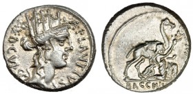 PLAUTIA. Denario. Roma (55 a.C.). R/ Bacchius sosteniendo por las bridas a un camello. FFC-1002. SB-13. Rev. algo descentrado. B.O. EBC.